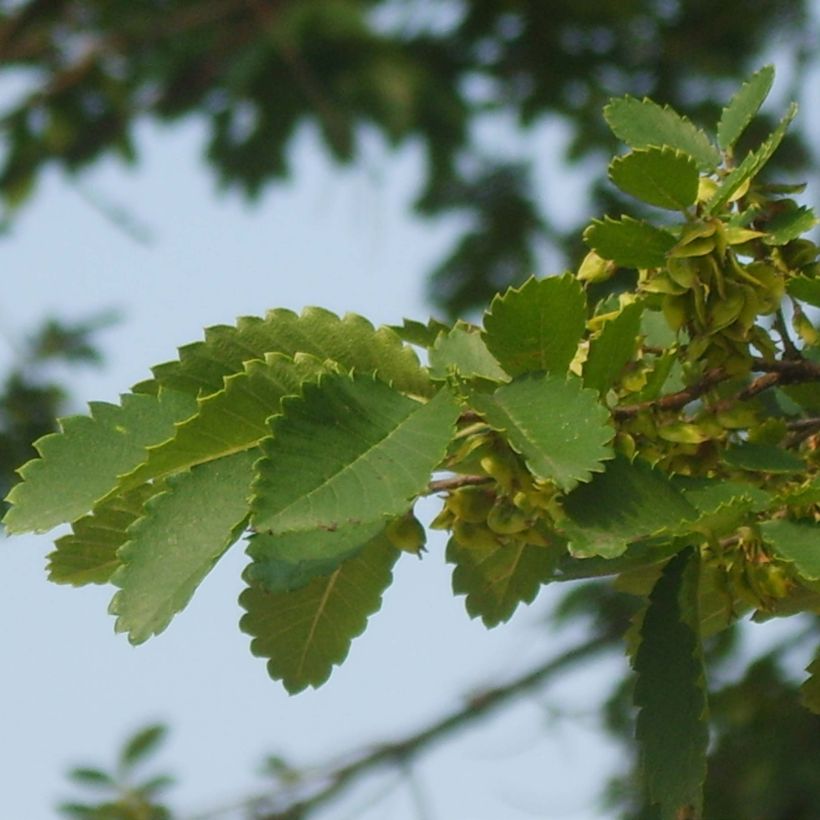 Hemiptelea davidii (Fogliame)