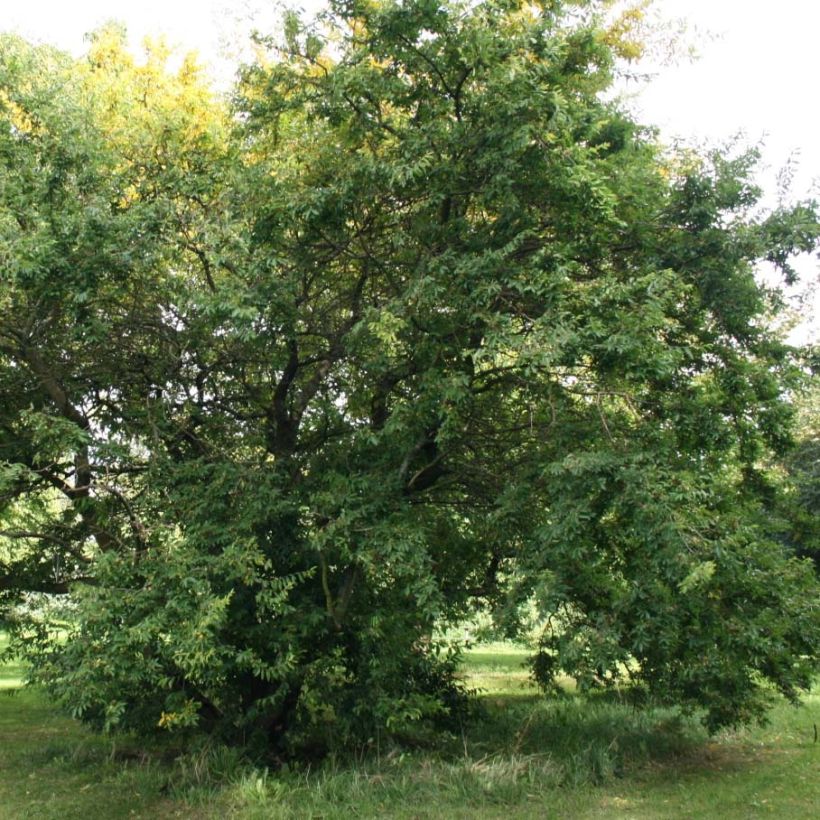 Hemiptelea davidii (Porto)