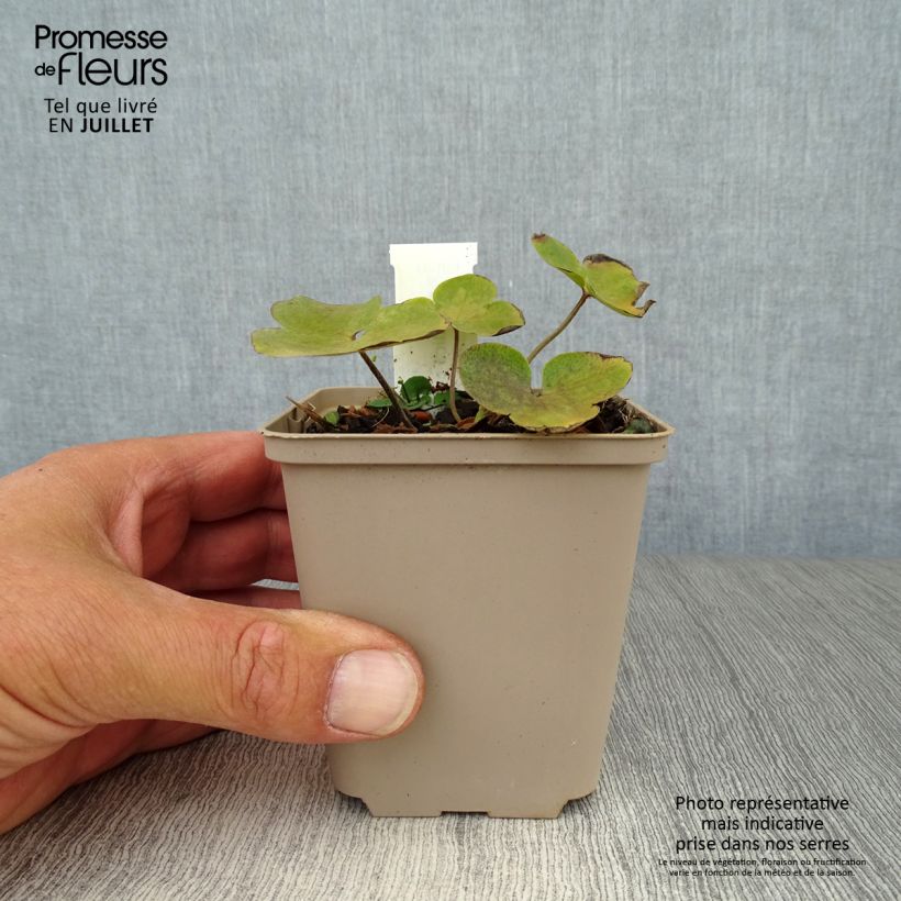 Esemplare di Hepatica nobilis - Erba trinità Vasetto da 8/9 cm consegnato in estate