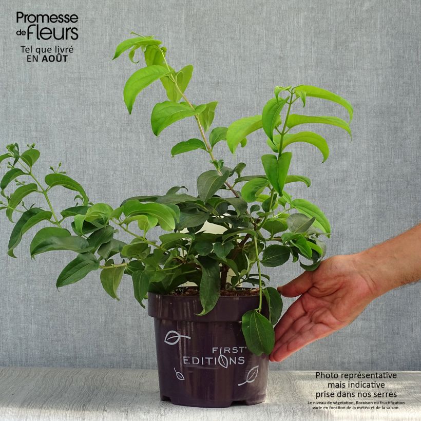 Esemplare di Heptacodium miconioides Tianshan Vaso da 3L/4L consegnato in estate