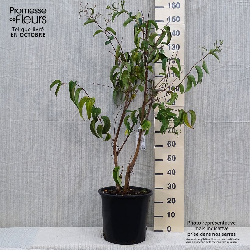 Esemplare di Heptacodium miconioides Vaso da 20L/25L come consegnato in autunno