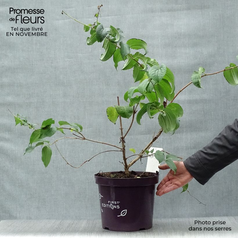 Esemplare di Heptacodium miconioides Vaso da 3L/4L come consegnato in autunno