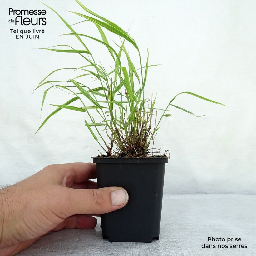 Esemplare di Hakonechloa macra Albostriata - Erba della foresta giapponese Vasetto da 8/9 cm consegnato in estate