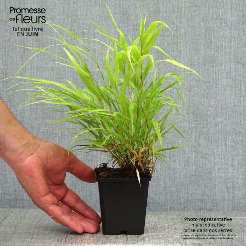 Esemplare di Hakonechloa macra All Gold - Erba della foresta giapponese Vasetto da 8/9 cm consegnato in estate
