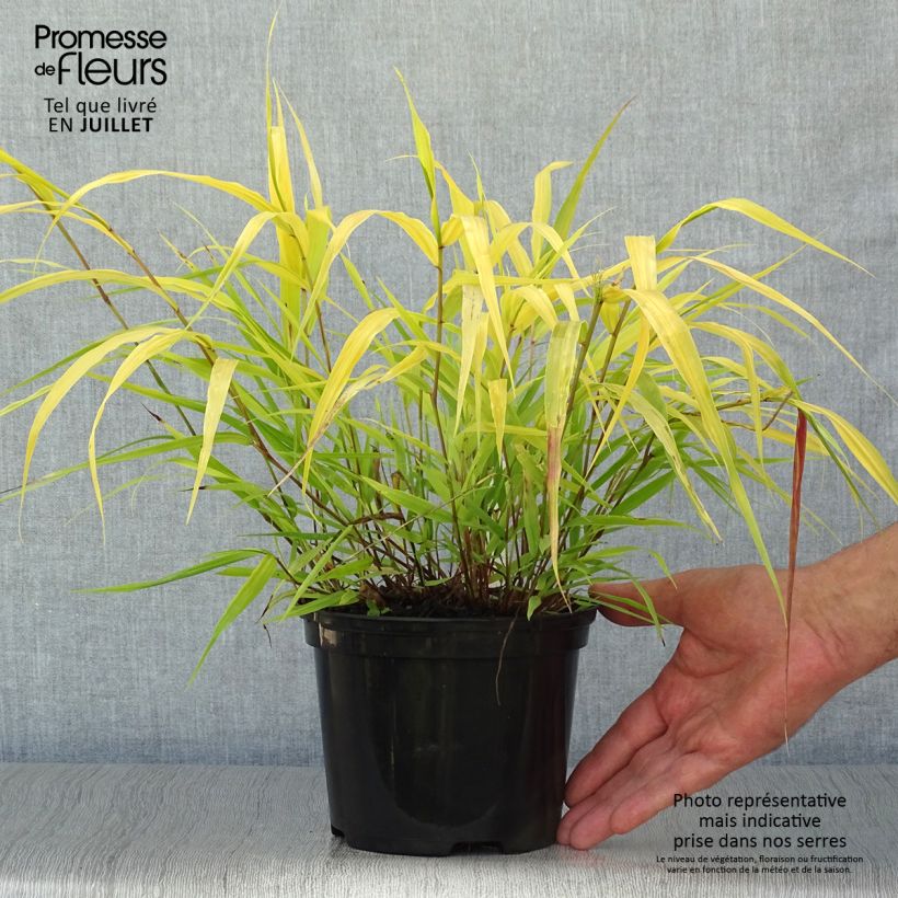 Esemplare di Hakonechloa macra All Gold - Erba della foresta giapponese Vaso da 2L/3L consegnato in estate