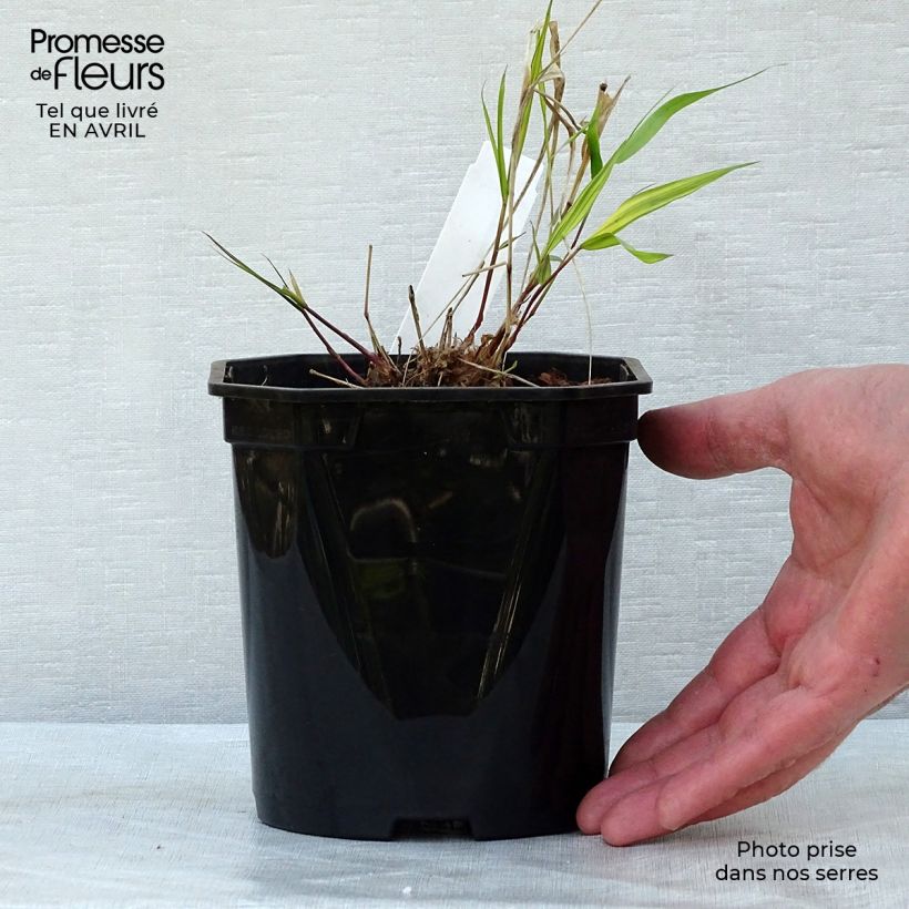 Hakonechloa macra Nicolas - Erba della foresta giapponese Vaso da 2L/3L esemplare consegnato in primavera