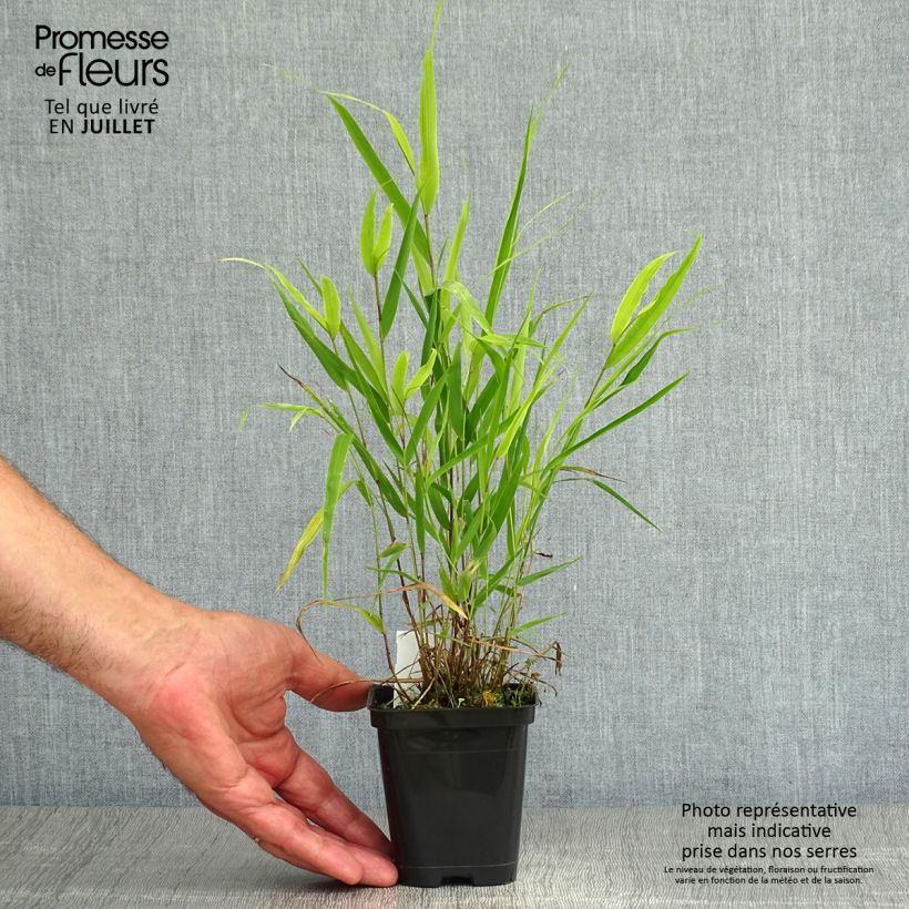 Esemplare di Hakonechloa macra - Erba della foresta giapponese Vasetto da 8/9 cm consegnato in estate