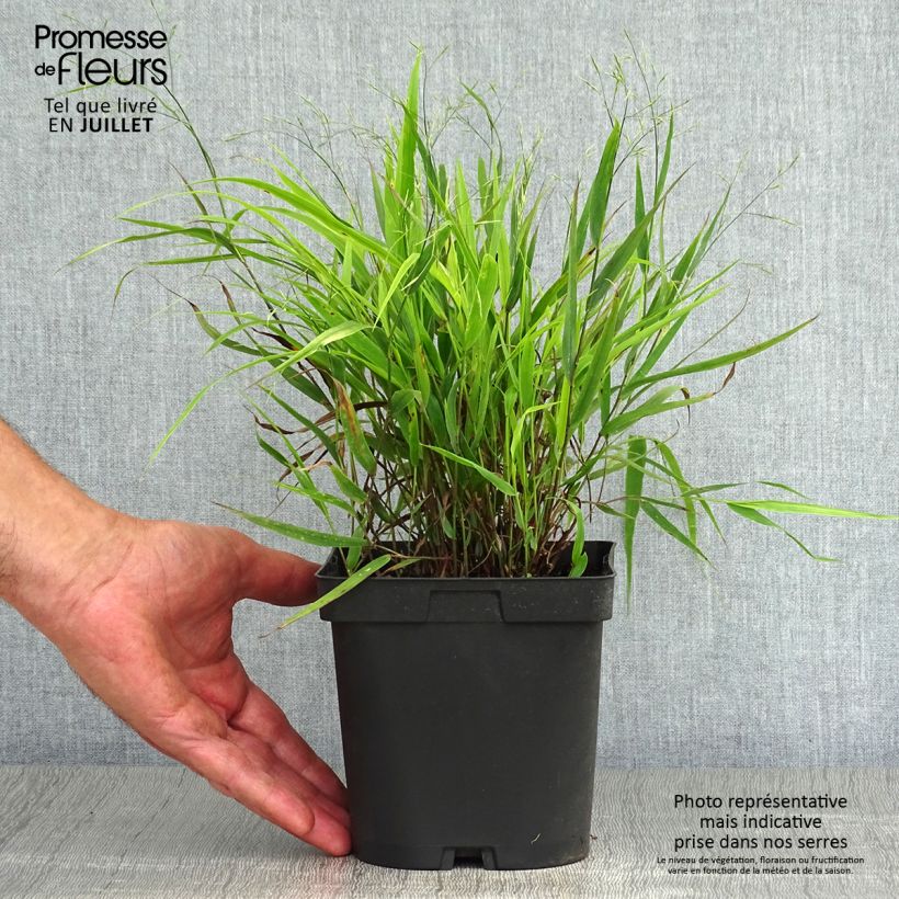 Esemplare di Hakonechloa macra - Erba della foresta giapponese Vaso da 2L/3L consegnato in estate