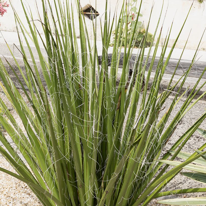 Hesperaloe parviflora Yellow Sun - Yucca rossa (Porto)