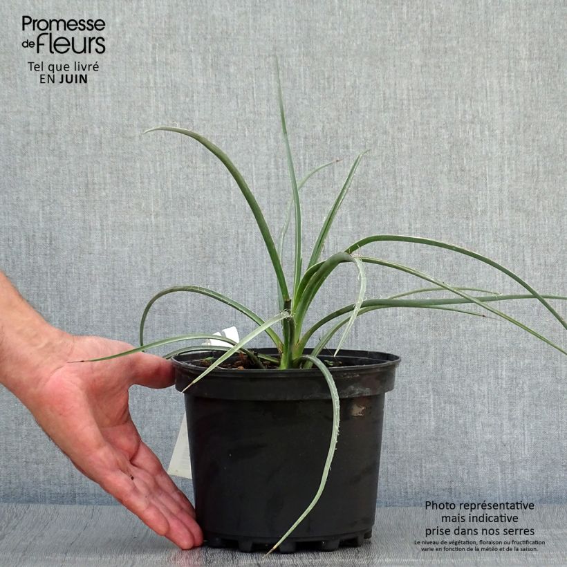 Esemplare di Hesperaloe parviflora Rose des Sables - Yucca rossa Vaso da 2L/3L consegnato in estate