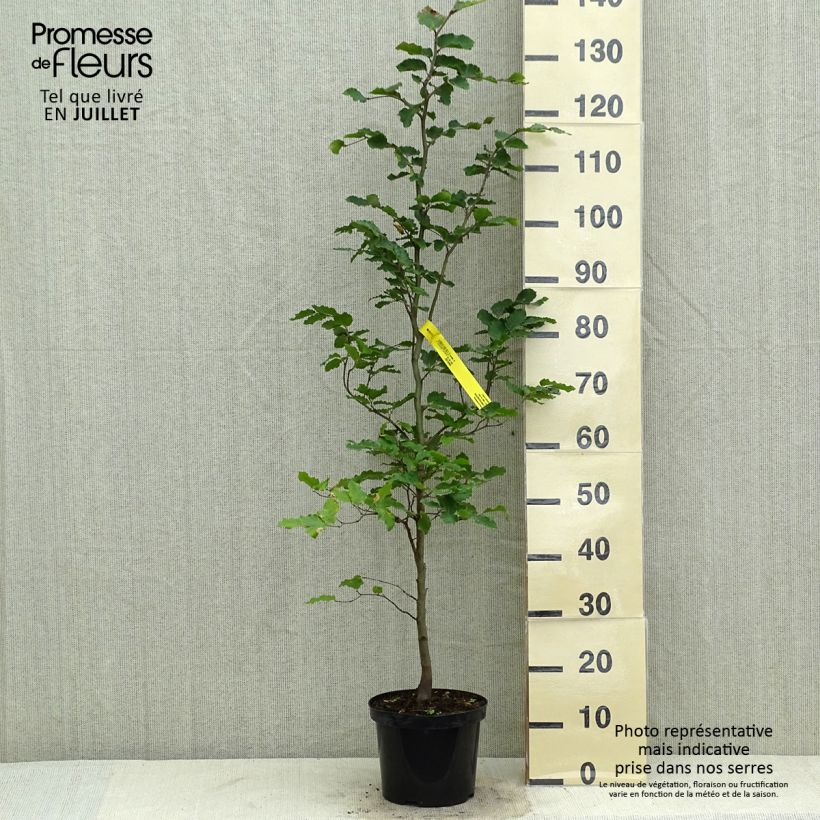 Esemplare di Fagus sylvatica - Faggio Vaso da 3L/4L consegnato in estate