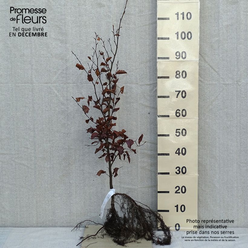 Fagus sylvatica - Faggio Piante piccole a radice nuda esemplare consegnato in inverno