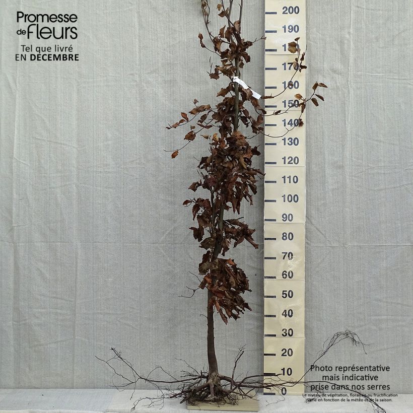 Fagus sylvatica - Faggio Piante piccole a radice nuda esemplare consegnato in inverno