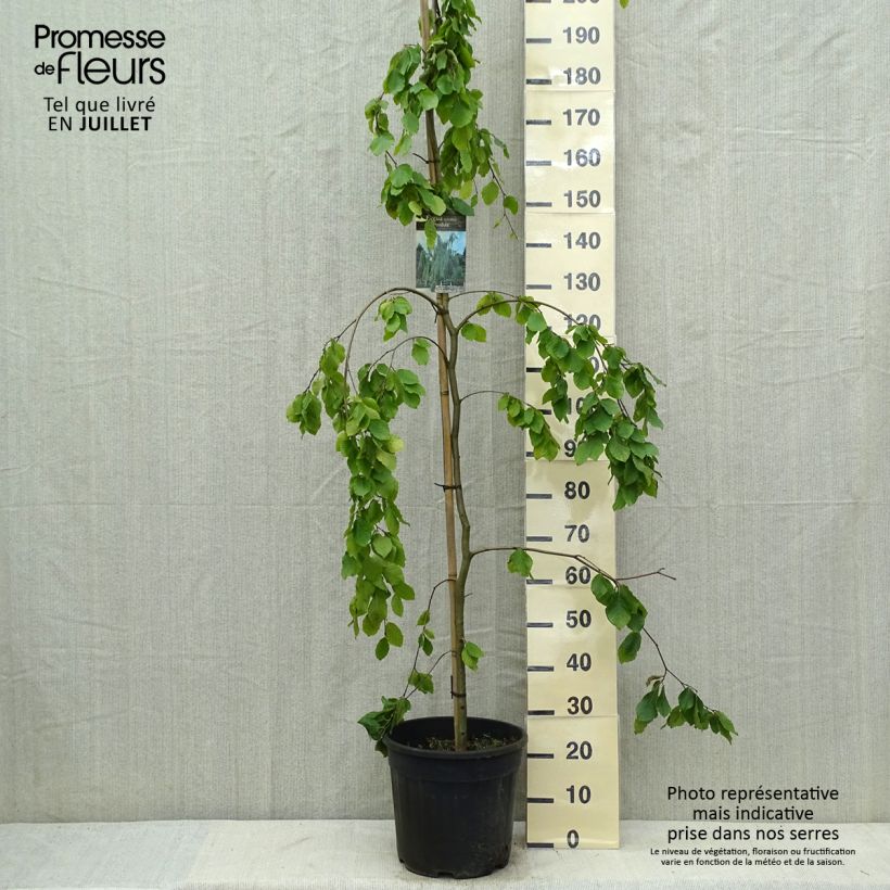 Esemplare di Fagus sylvatica Pendula - Faggio Vaso da 18L/20L consegnato in estate