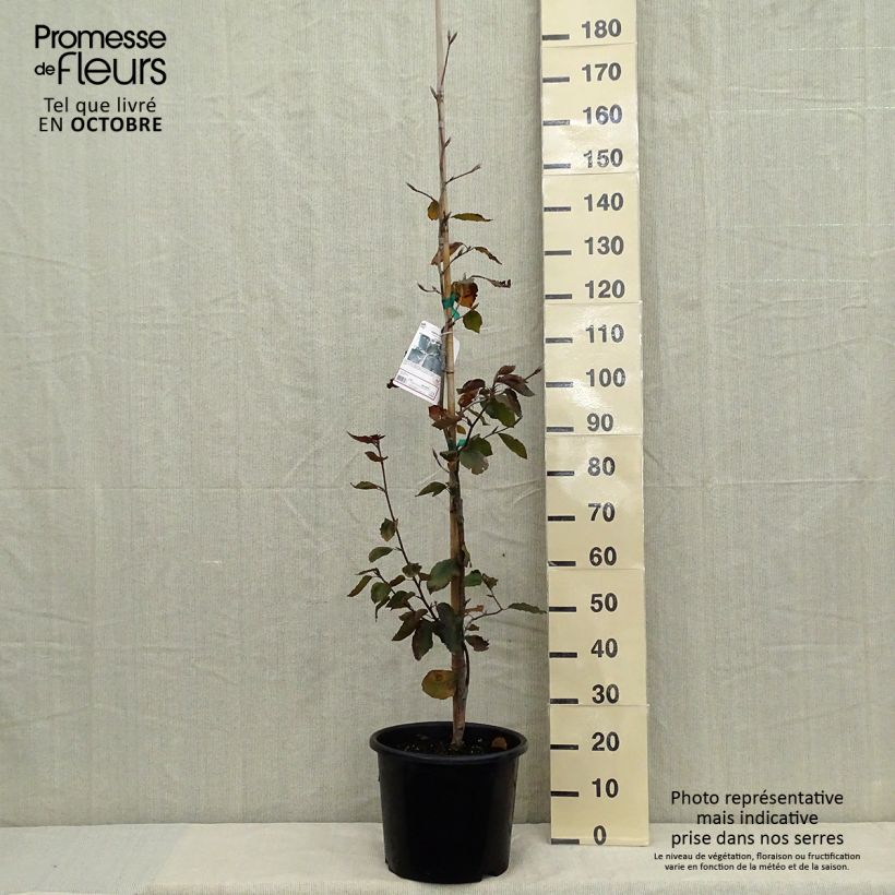 Esemplare di Fagus sylvatica Riversii - Faggio ramato Vaso da 12L/15L come consegnato in autunno