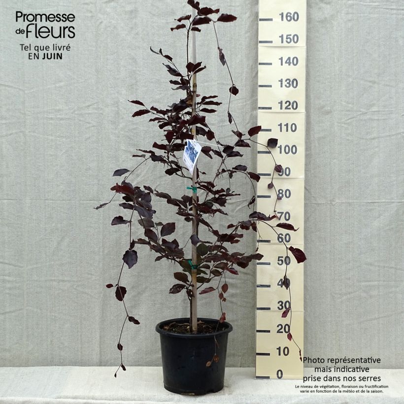 Fagus sylvatica Riversii - Faggio ramato Vaso da 12L/15L esemplare consegnato in primavera