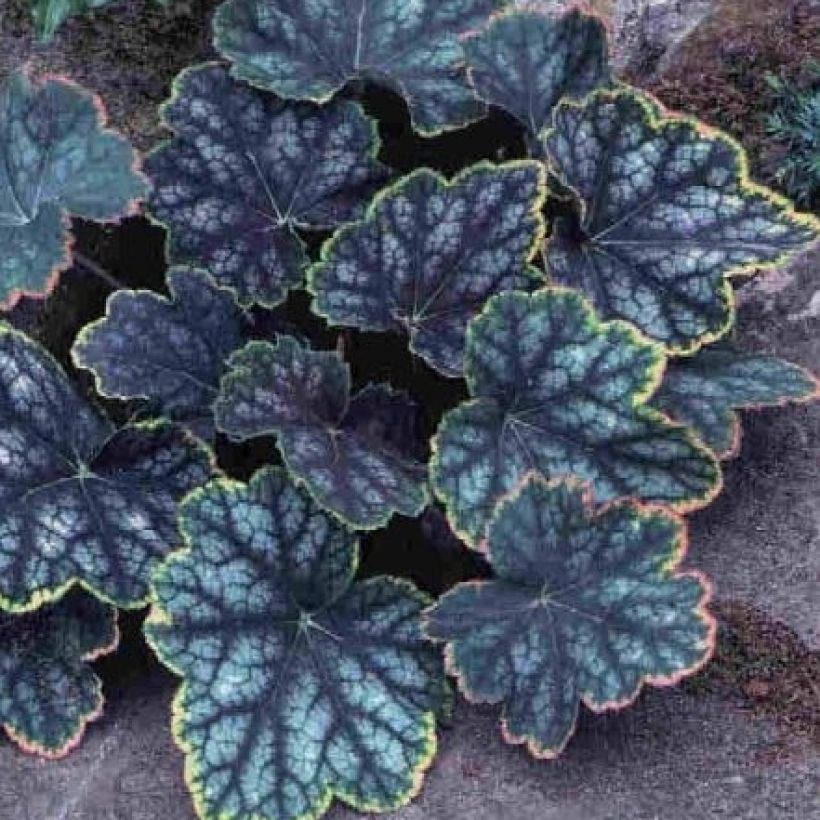 Heuchera Beauty Colour (Fogliame)