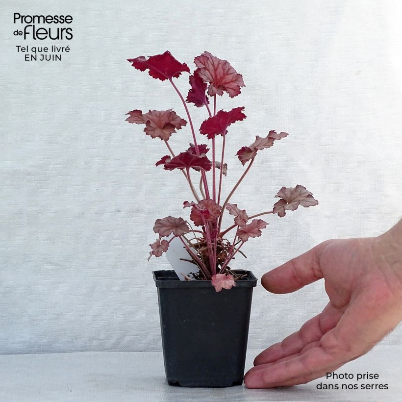 Esemplare di Heuchera Caribbean Sea Vasetto da 8/9 cm consegnato in estate