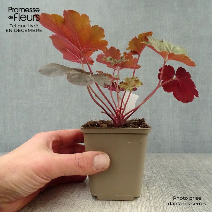Heuchera Cherry Cola Vasetto da 8/9 cm esemplare consegnato in inverno