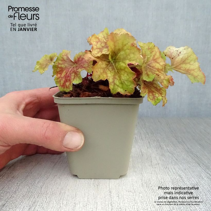 Heuchera Happy Flames Vasetto da 8/9 cm esemplare consegnato in inverno