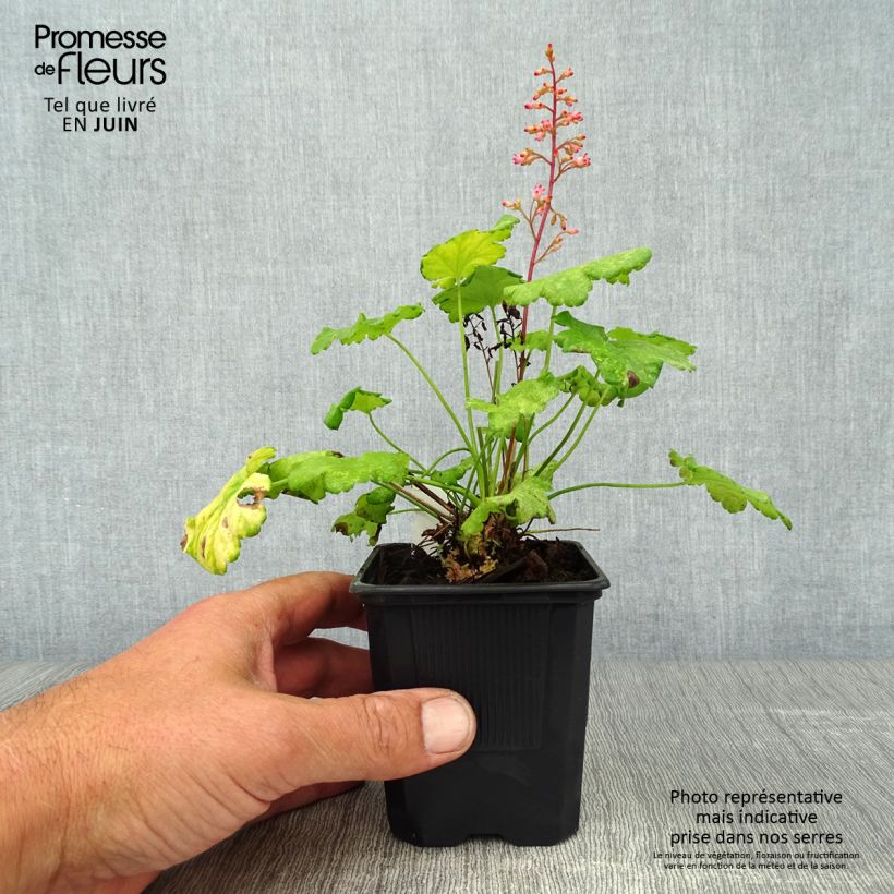 Esemplare di Heuchera Little Cuties Sweet Tart Vasetto da 8/9 cm consegnato in estate
