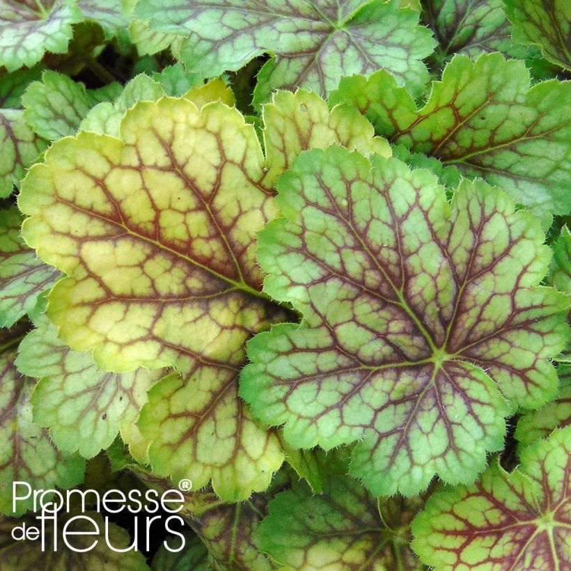 Heuchera 'Van Gogh' MASTER PAINTERS (Fogliame)