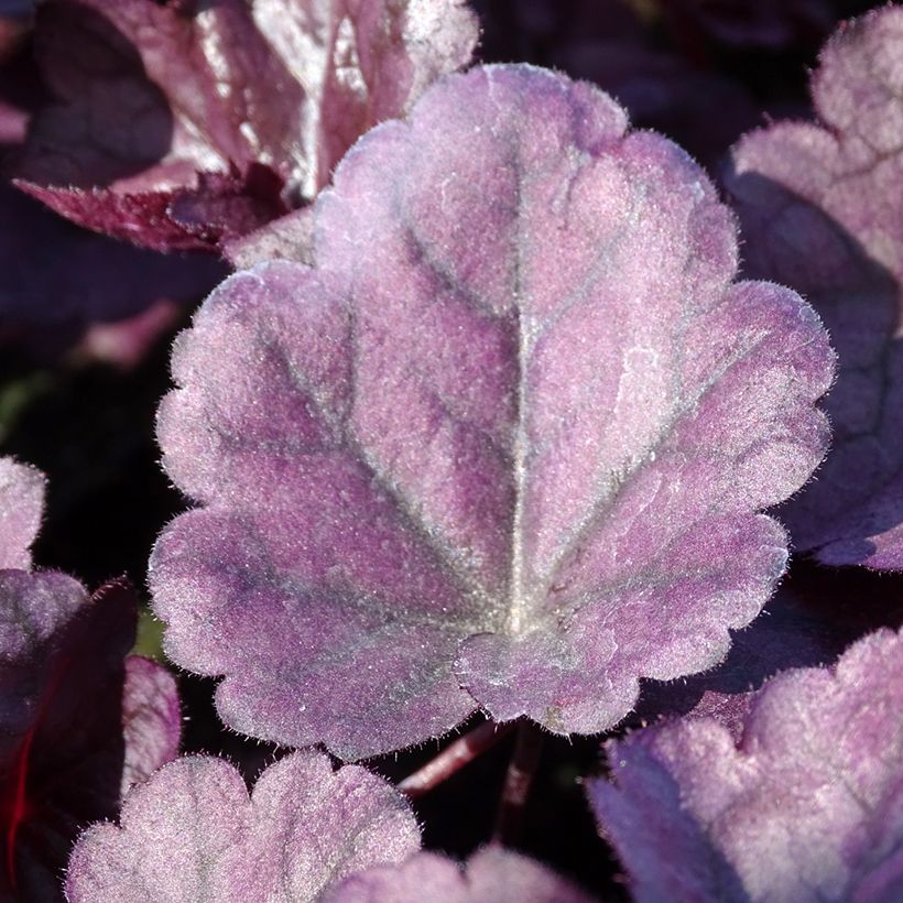 Heuchera Dolce Wildberry (Fogliame)