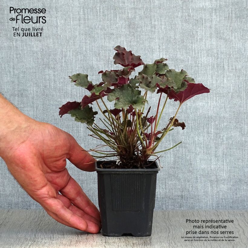 Esemplare di Heuchera micrantha Cappuccino Vasetto da 8/9 cm consegnato in estate