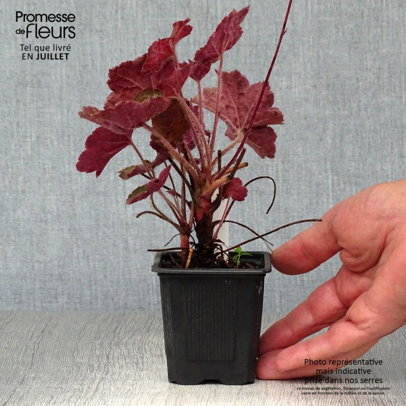 Esemplare di Heuchera micrantha Palace Purple Vasetto da 7/8 cm consegnato in estate
