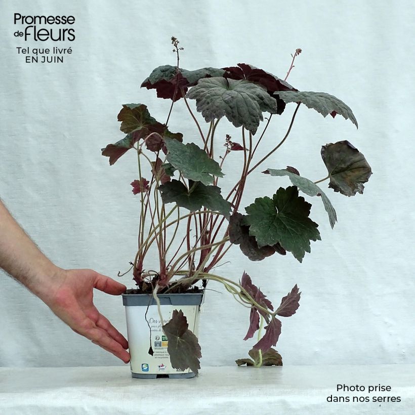 Esemplare di Heuchera micrantha Palace Purple Vaso da 2L/3L consegnato in estate