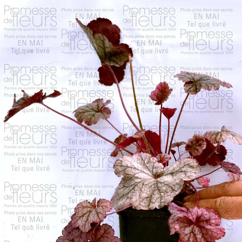 Esempio di esemplare Heuchera Prince of Silver Vasetto da 8/9 cm come consegnato