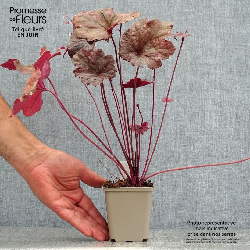 Esemplare di Heuchera Beaujolais Vasetto da 8/9 cm consegnato in estate