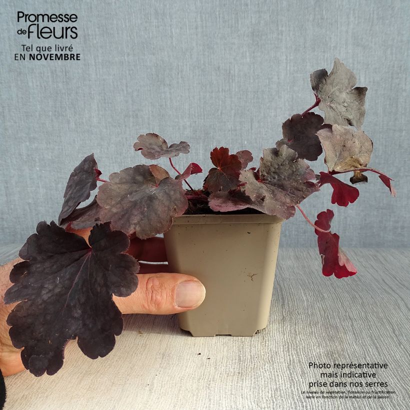 Esemplare di Heuchera Bella Notte Vasetto da 8/9 cm come consegnato in autunno