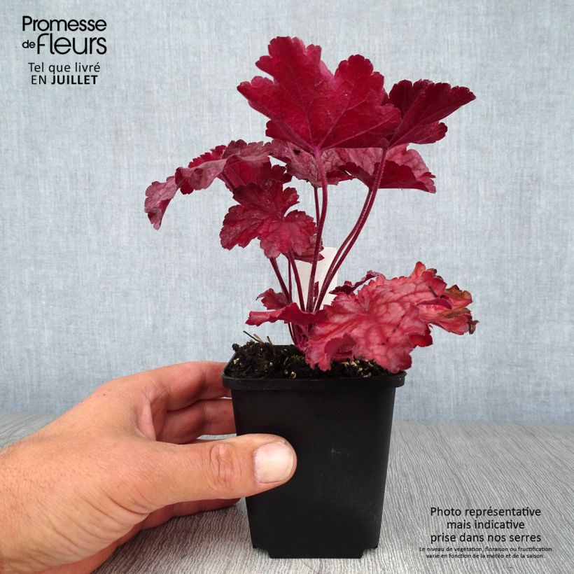 Esemplare di Heuchera Berry Smoothie Vasetto da 8/9 cm consegnato in estate