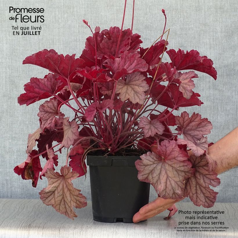 Esemplare di Heuchera Berry Smoothie Vaso da 1,5L/2L consegnato in estate