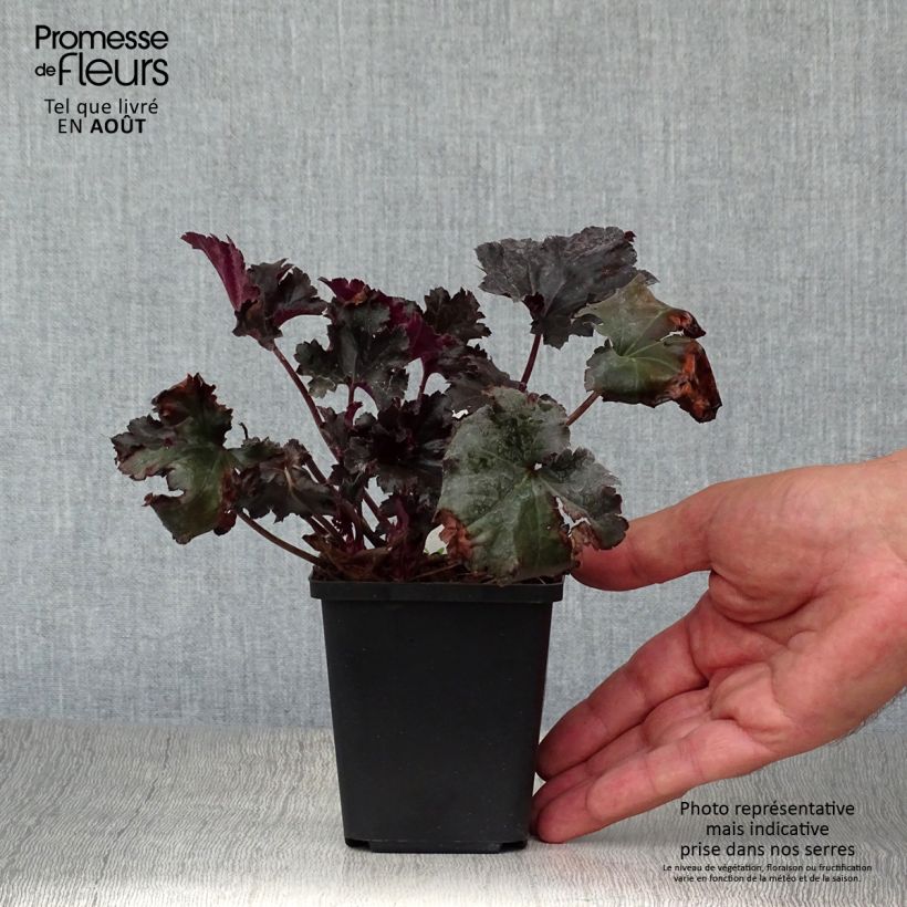 Esemplare di Heuchera Black Pearl Vasetto da 8/9 cm consegnato in estate
