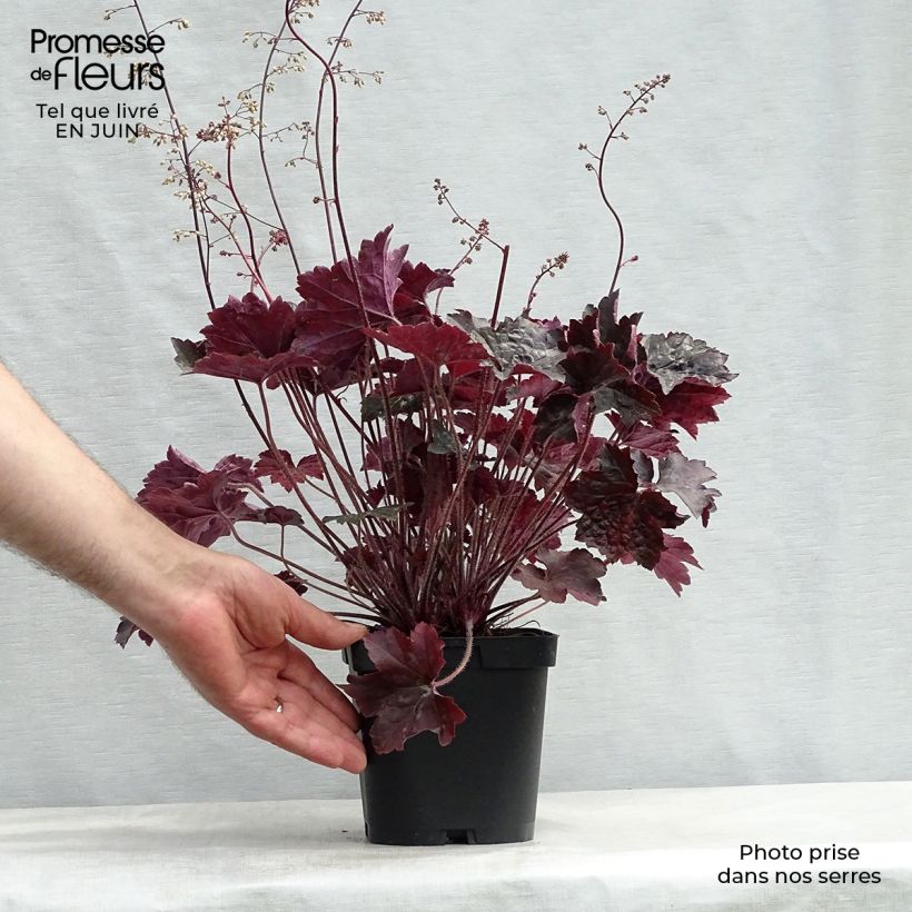 Esemplare di Heuchera Blackout Vaso da 2L/3L consegnato in estate