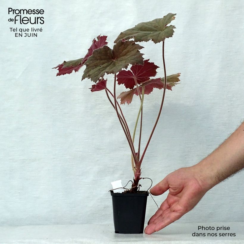 Esemplare di Heuchera villosa Bronze Beauty Vasetto da 8/9 cm consegnato in estate