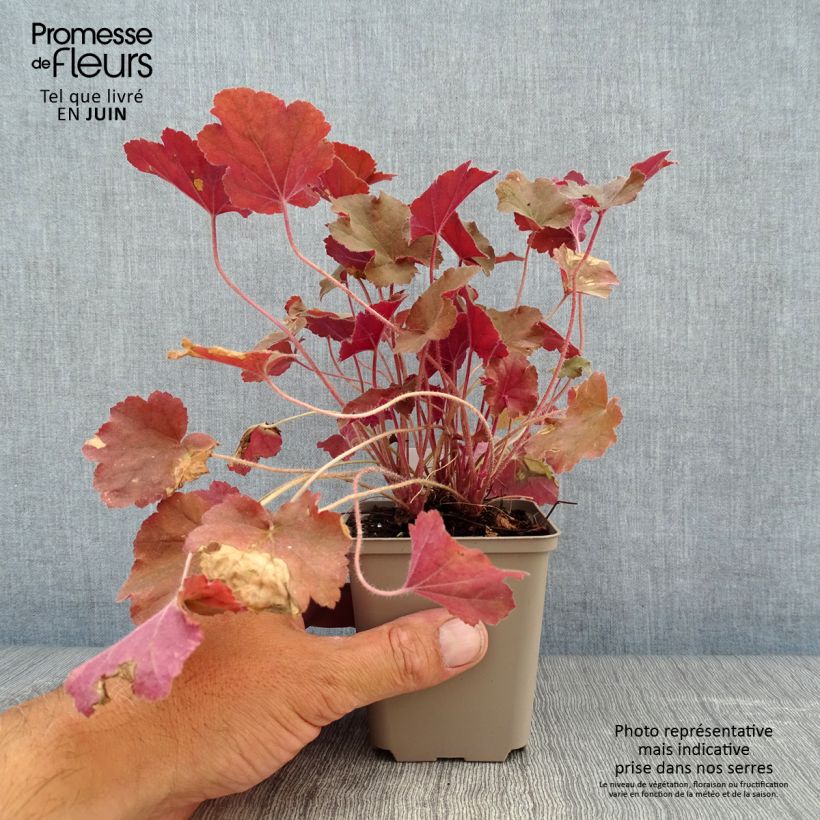 Esemplare di Heuchera Caramel Vasetto da 8/9 cm consegnato in estate