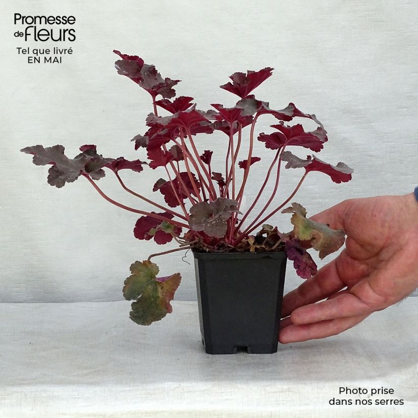 Heuchera Chocolate Ruffle Vasetto da 8/9 cm esemplare consegnato in primavera