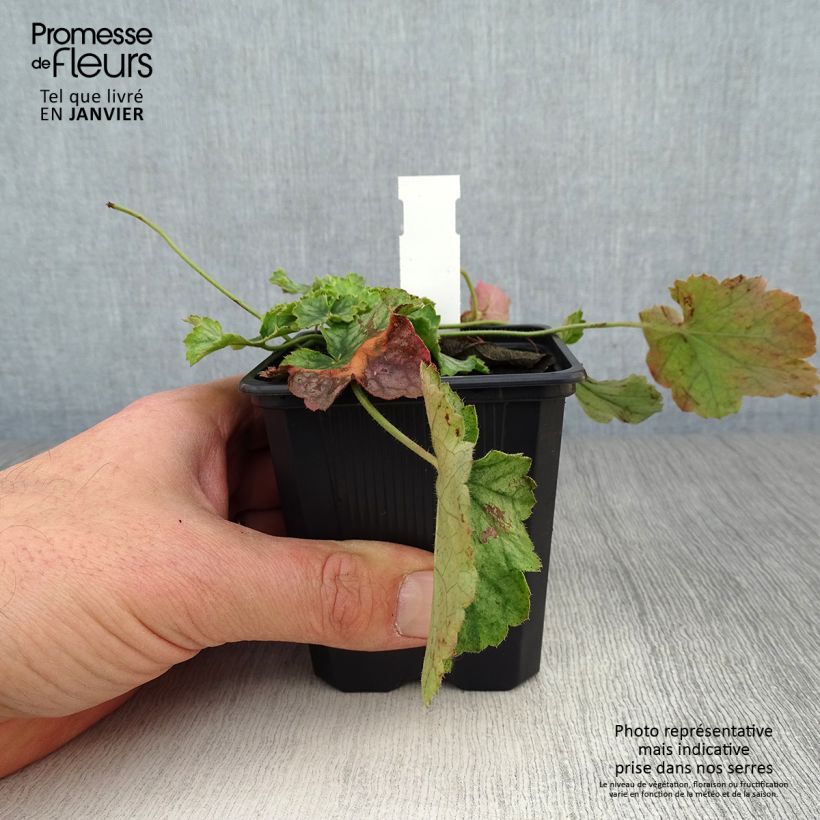 Heuchera Flower Power Vasetto da 8/9 cm esemplare consegnato in inverno