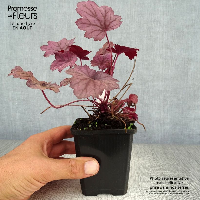Esemplare di Heuchera Georgia Plum Vasetto da 8/9 cm consegnato in estate