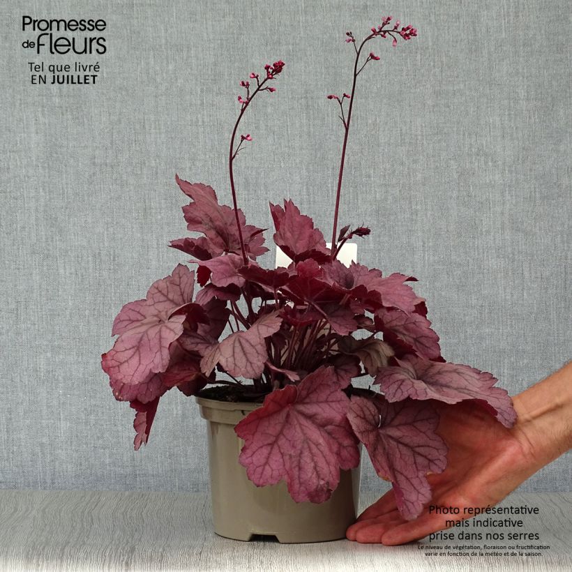 Esemplare di Heuchera Georgia Plum Vaso da 2L/3L consegnato in estate