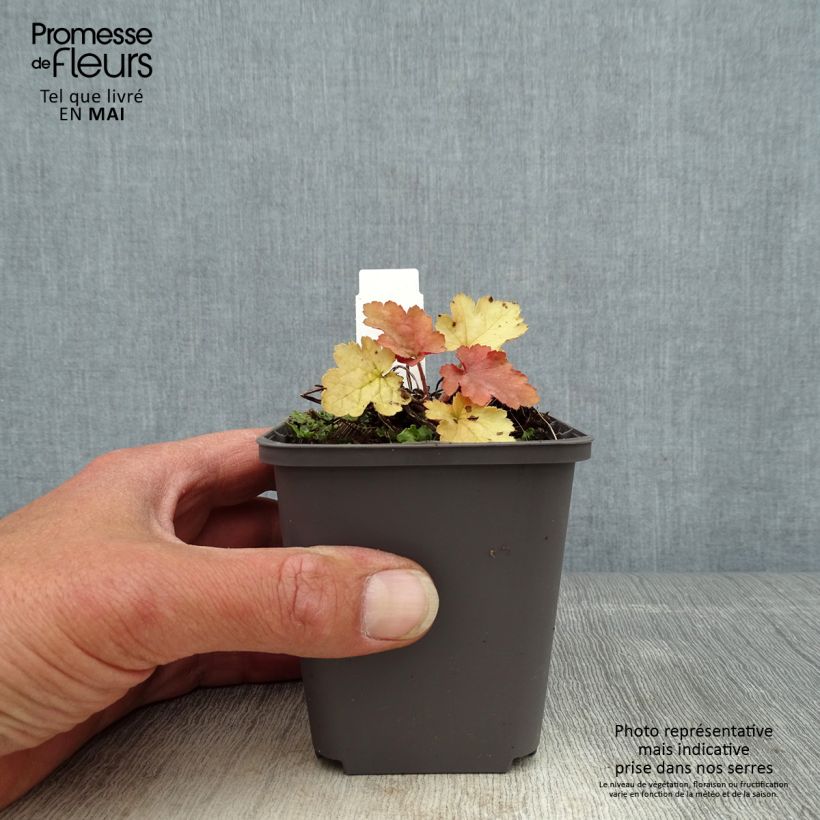 Heuchera Ginger Peach Vasetto da 8/9 cm esemplare consegnato in primavera