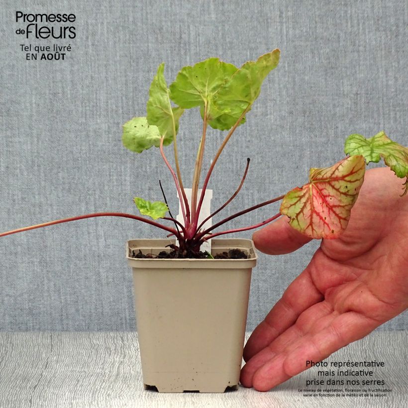 Esemplare di Heuchera Green Spice Vasetto da 8/9 cm consegnato in estate