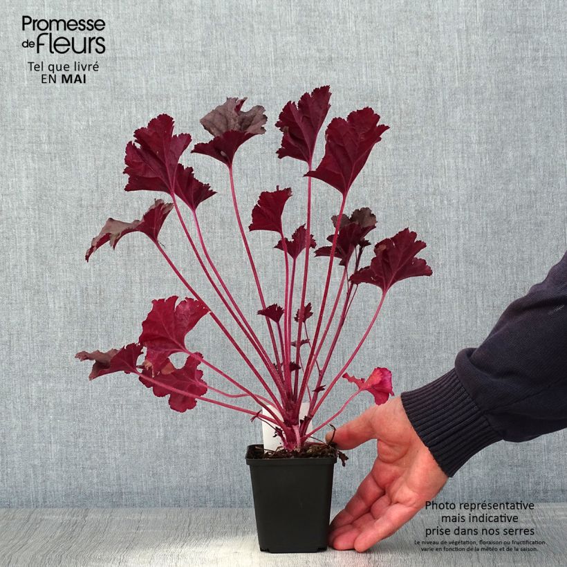 Heuchera Dark Secret Vasetto da 8/9 cm esemplare consegnato in primavera