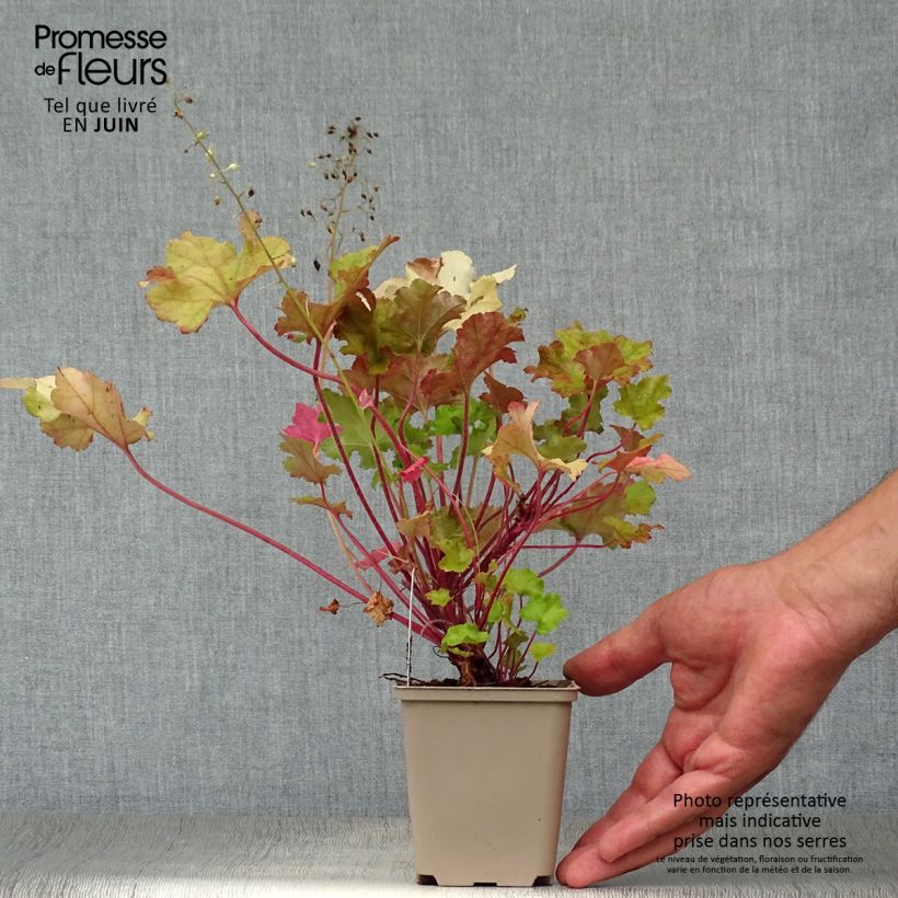 Esemplare di Heuchera Lime Marmalade Vasetto da 8/9 cm consegnato in estate