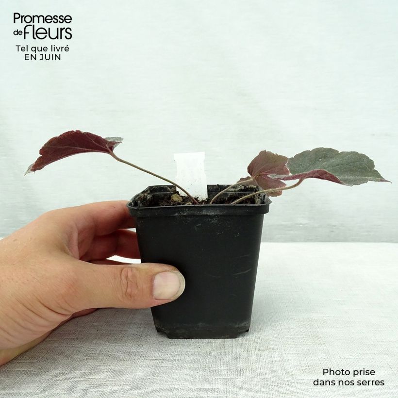 Esemplare di Heuchera villosa Magnum Vasetto da 8/9 cm consegnato in estate