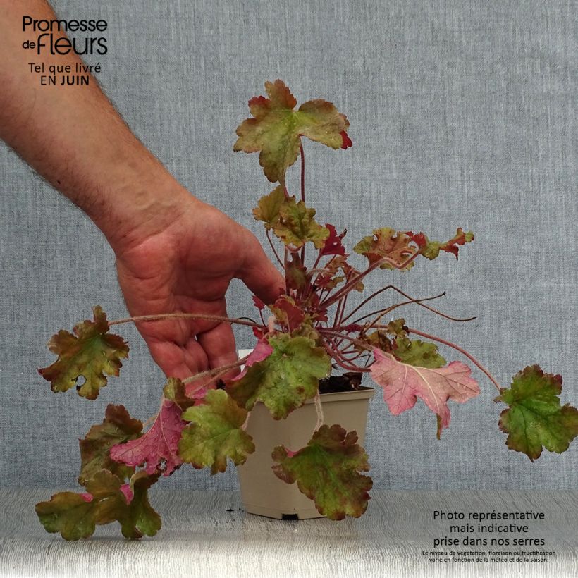 Esemplare di Heuchera Marmelade Vasetto da 8/9 cm consegnato in estate