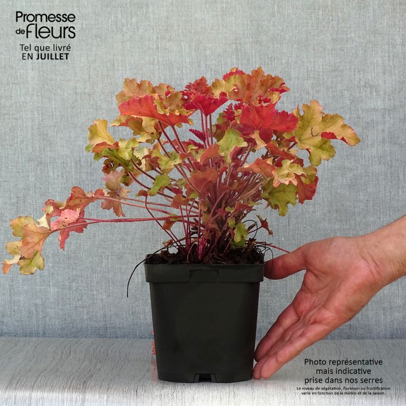 Esemplare di Heuchera Marmelade Vaso da 2L/3L consegnato in estate
